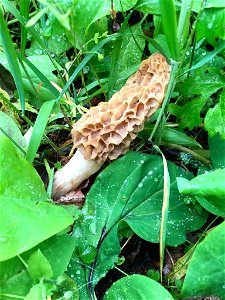 white morel (Morchella americana)