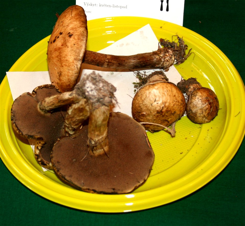 Suillus viscidus Suillus viscidus at the 12-th countrywide mushroom exhibition 2008, Žofín, Prague, Czech Republic photo