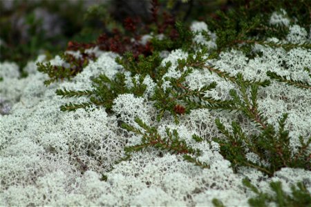 Reindeer Lichen (Cladonia arbuscula) photo