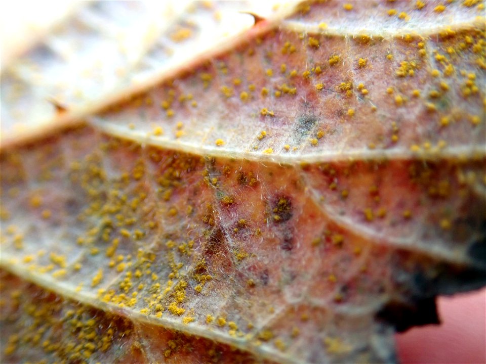Rubus rust (Phragmidium violaceum)