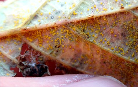 Rubus rust (Phragmidium violaceum) photo