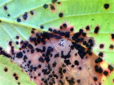 Rubus rust (Phragmidium violaceum)