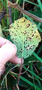 Rubus rust (Phragmidium violaceum)