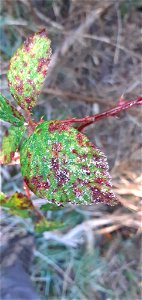 Rubus rust (Phragmidium violaceum)