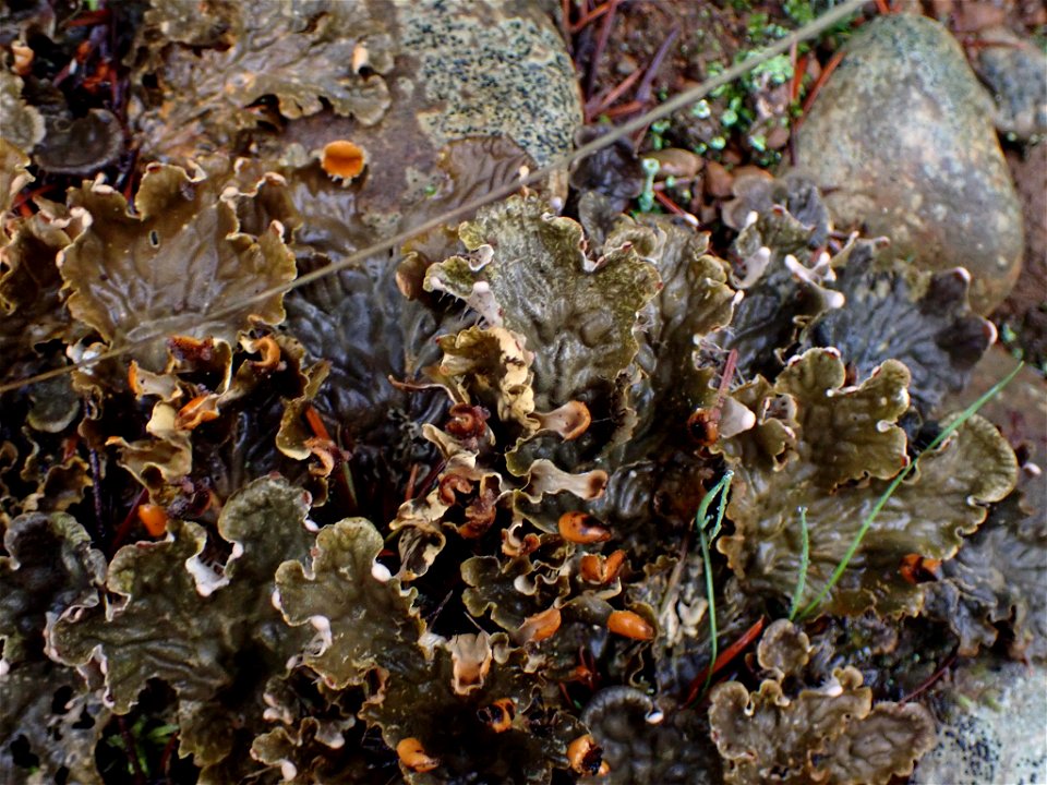 membranous pelt lichen (Peltigera membranacea)