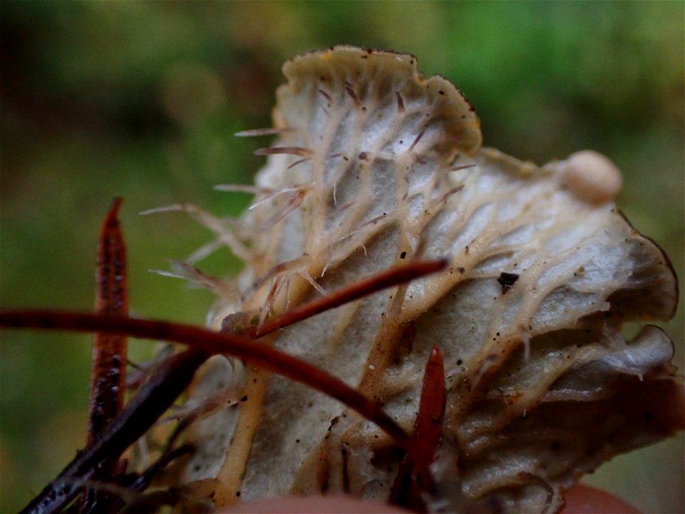 membranous pelt lichen (Peltigera membranacea)