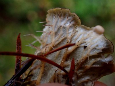membranous pelt lichen (Peltigera membranacea) photo