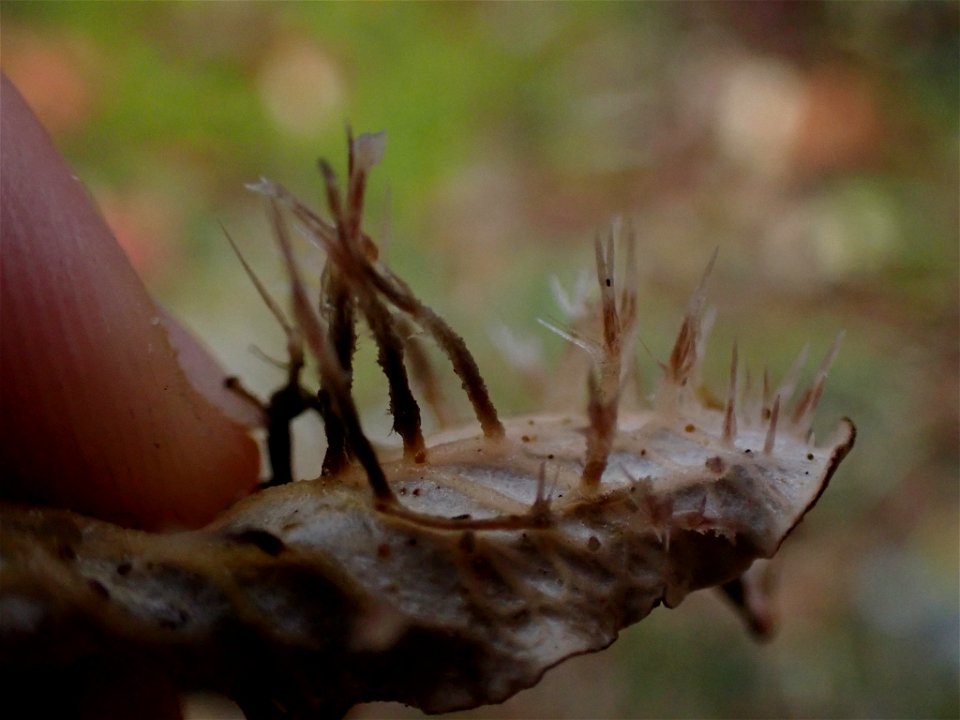 membranous pelt lichen (Peltigera membranacea)