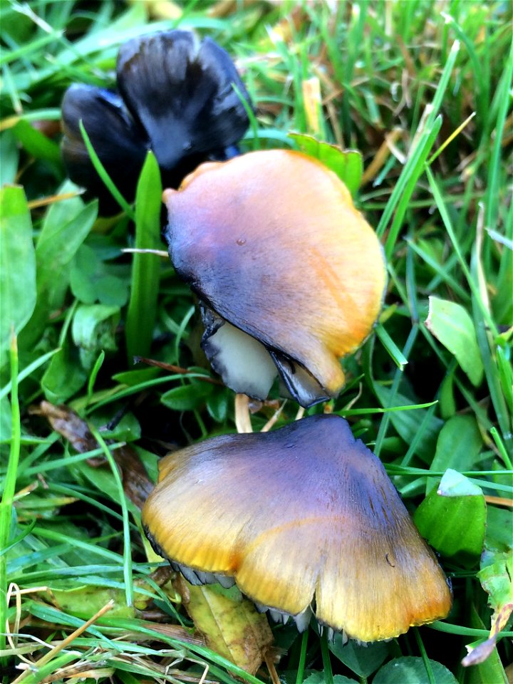 Western Witch's Hat (Hygrocybe singeri) photo