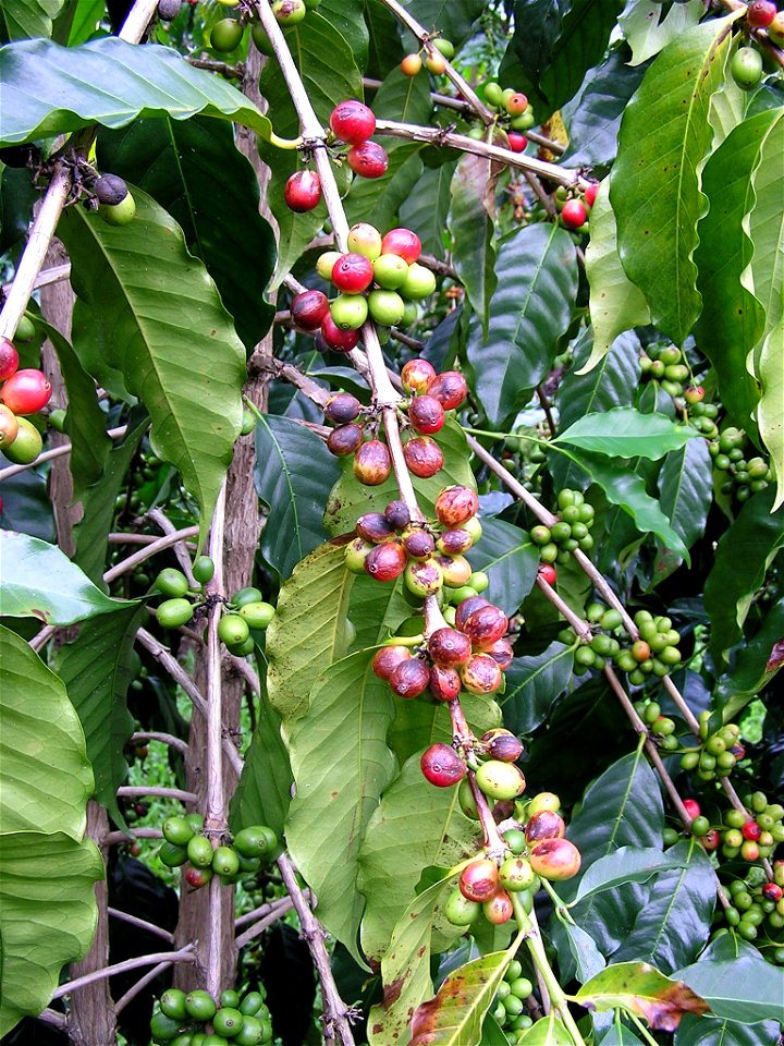 Arabica coffee infected with Cercospora berry blotch. Richard Avery (talk) 14:54, 4 April 2018 (UTC)
