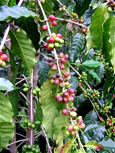Arabica coffee infected with Cercospora berry blotch. Richard Avery (talk) 14:54, 4 April 2018 (UTC) photo