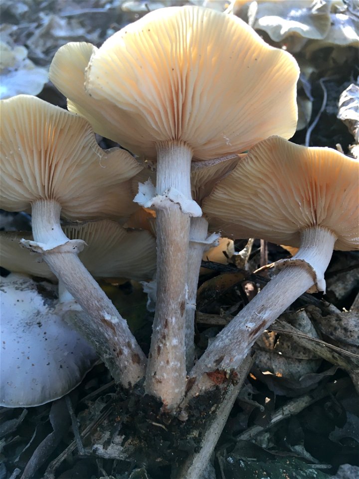 Honey mushroom (Armillaria novae-zelandiae) photo