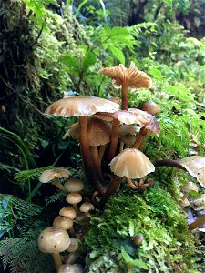Honey mushroom (Armillaria novae-zelandiae)