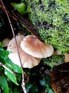 Honey mushroom (Armillaria novae-zelandiae) photo