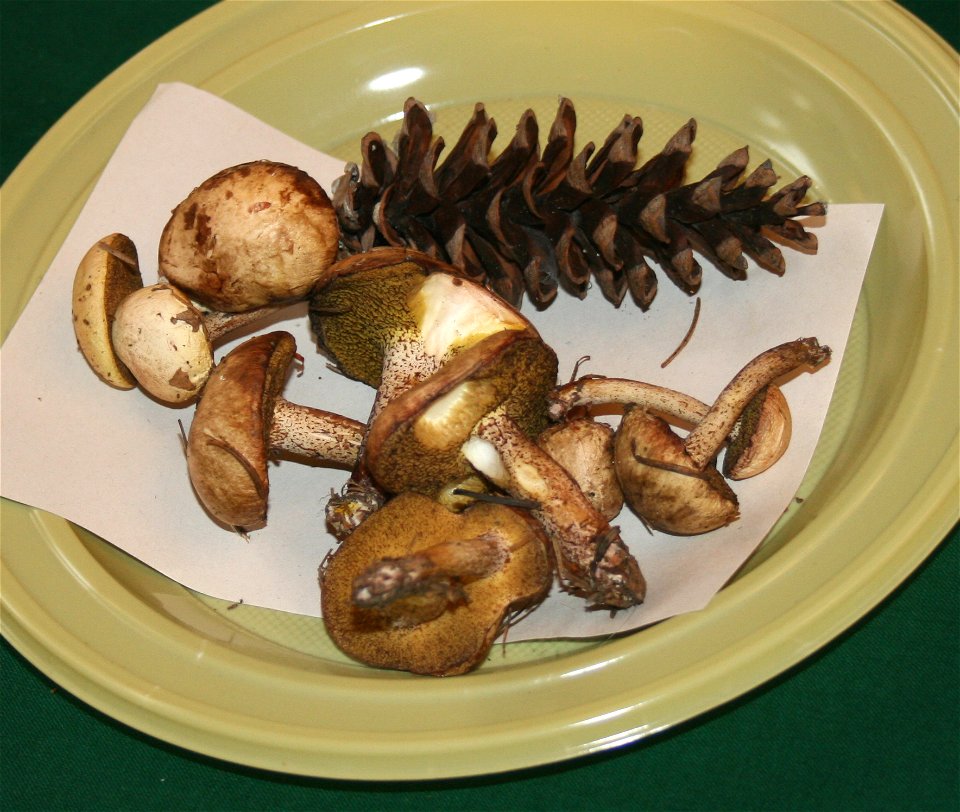 Suillus placidus Suillus placidus on Prague international mushroom exhibition 2008, Czech Republic