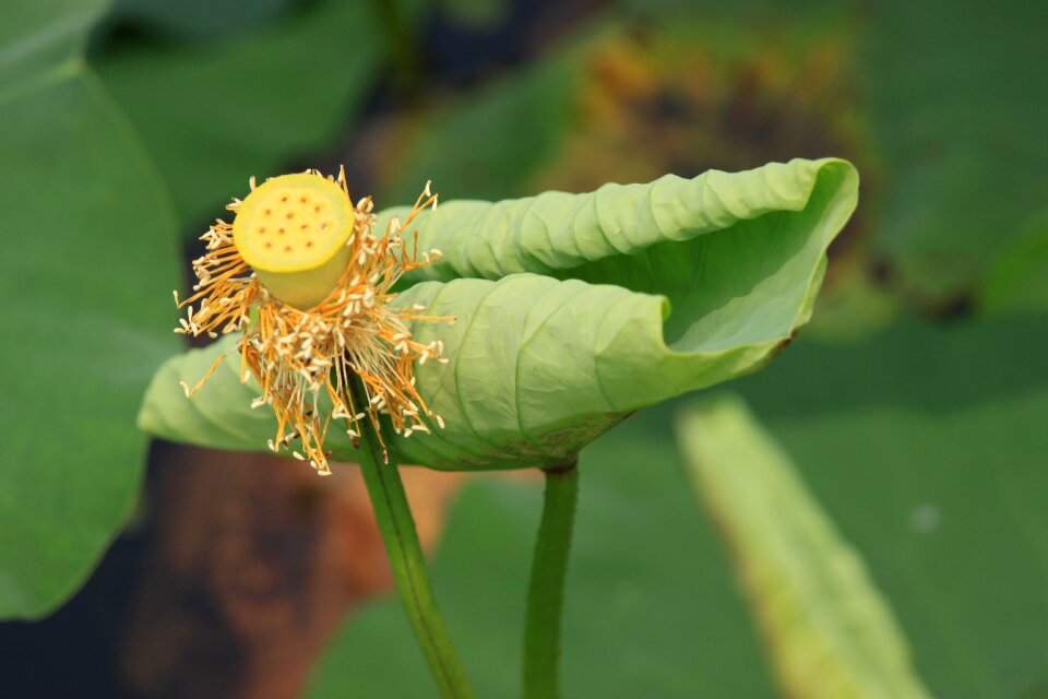 Pond plants lotus leaf leaf