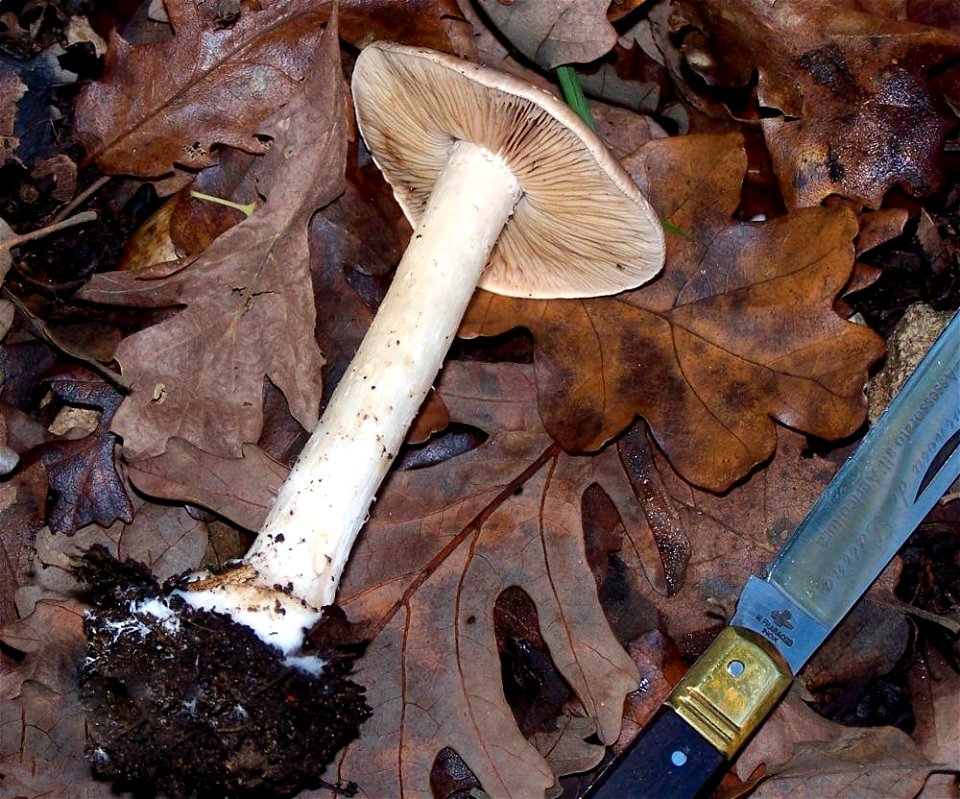 Hebeloma sinapizans