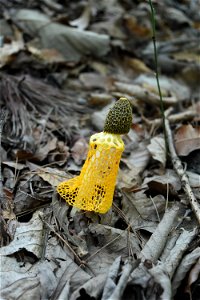 Phallus luteus photo