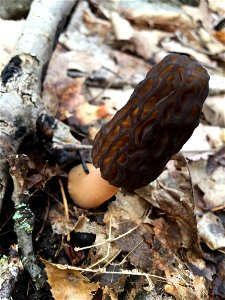 black morel (Morchella angusticeps) photo