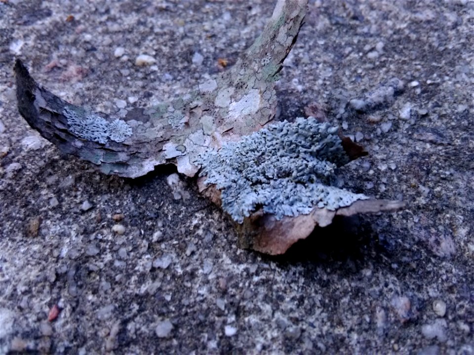Star Rosette Lichen (Physcia stellaris)