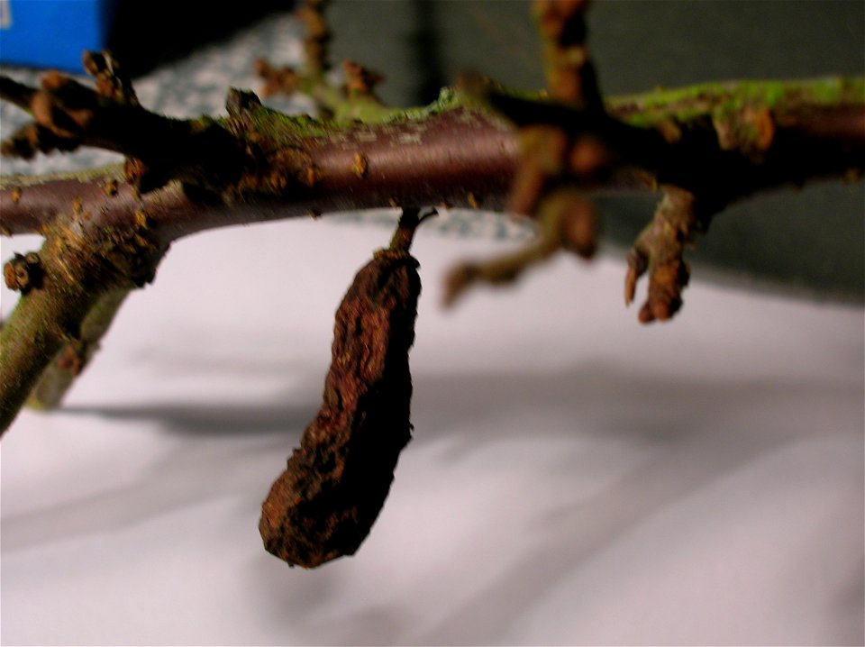 A Pocket Plum gall (Taphrina pruni) on Blackthorn (Prunus spinosa). Eglinton Country Park, Ayrshire, Scotland.