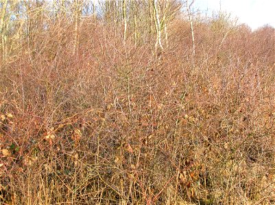 A Blackthorn thicket - Prunus spinosa - infected with Taphrina pruni. Eglinton Country Park, Irvine, Ayrshire, Scotland
