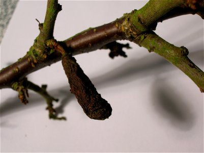 Pocket Plum, Taphrina pruni, on Prunus spinosa. Eglinton Country Park, Ayrshire, Scotland