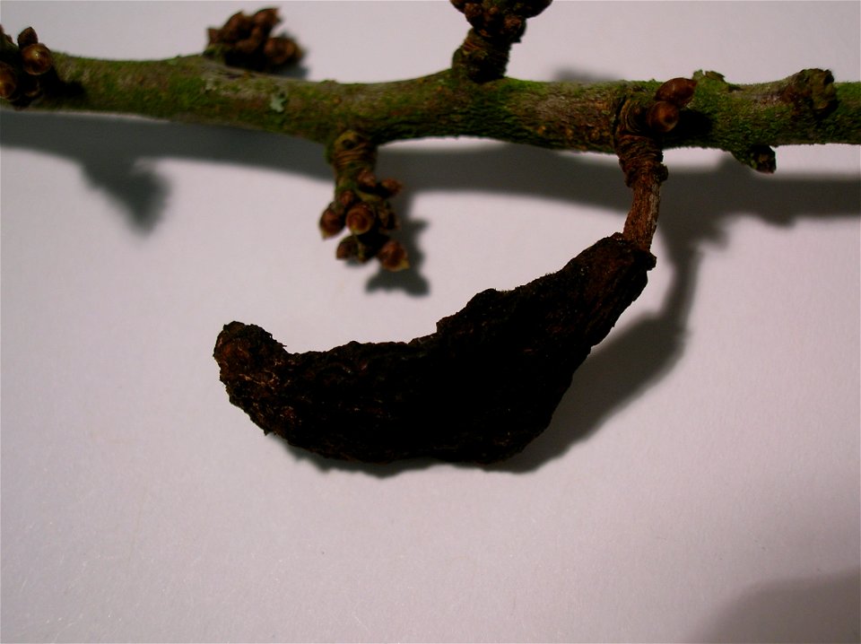 Taphrina pruni, gall induced on Prunus spinosa. Found at Eglinton Country Park, Ayrshire, Scotland.