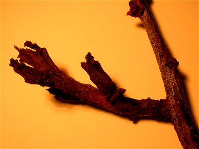 Deformation on Blackthorn or Sloe twig, caused by Taphrina pruni. Eglinton, Irvine, Ayrshire, Scotland. photo