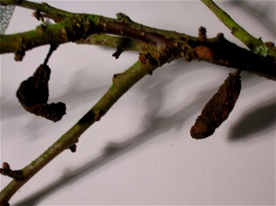 Taphrina pruni gall induced on Prunus spinosa, Sloe or Blackthorn. Found at Eglinton Country Park, Irvine, Ayrshire, Scotland. photo