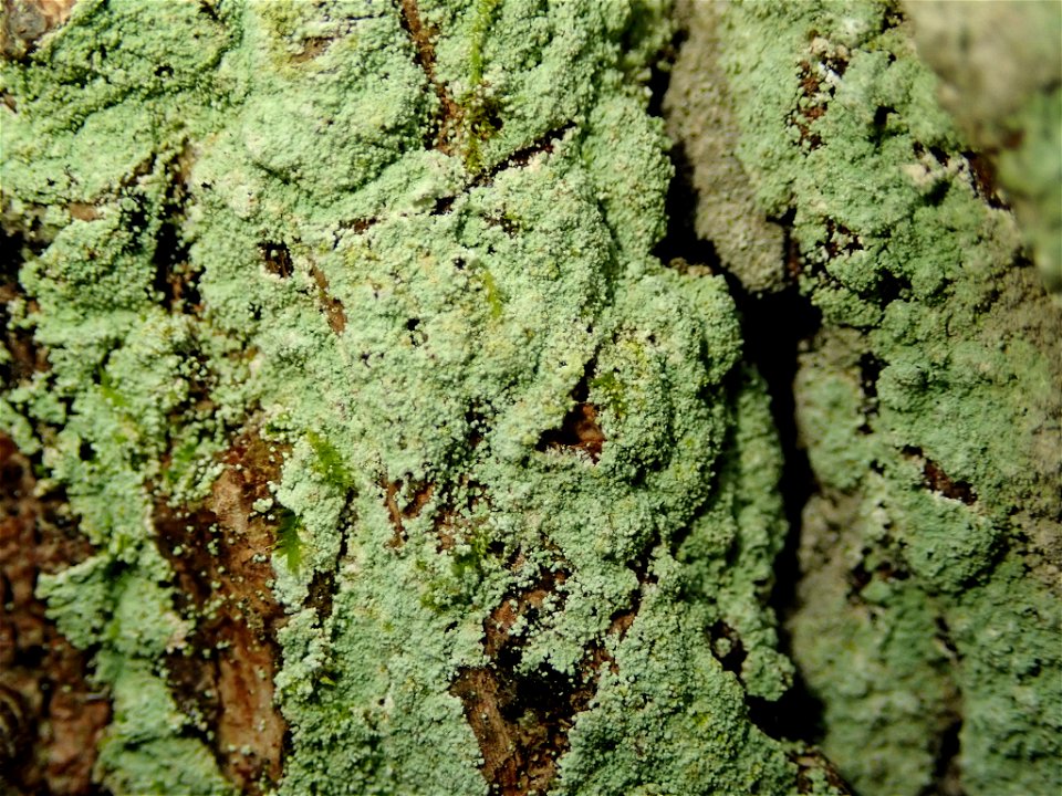 Fluffy Dust Lichen (Lepraria finkii)