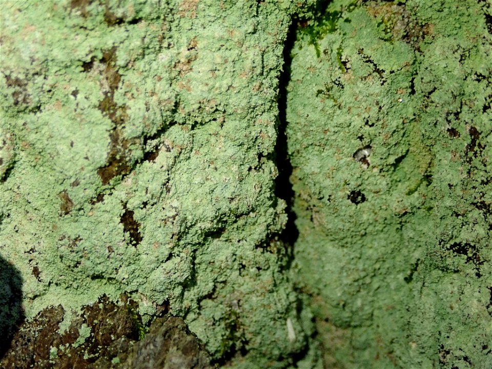 Fluffy Dust Lichen (Lepraria finkii)