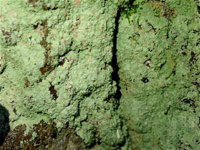 Fluffy Dust Lichen (Lepraria finkii)