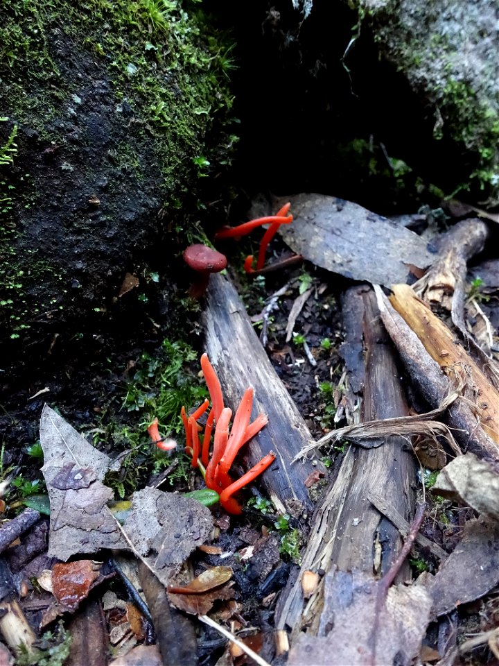 Flame fungus (Clavulinopsis sulcata)