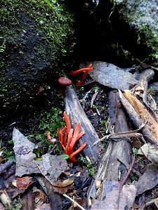 Flame fungus (Clavulinopsis sulcata) photo