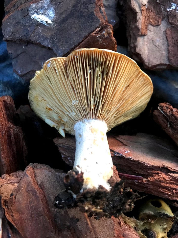 Lactarius chelidonium