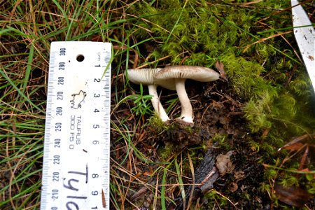 Amanita nehuta by Genavee Rhodes photo