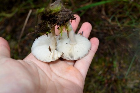 Amanita nehuta by Genavee Rhodes