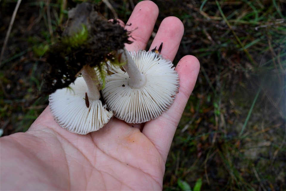 Amanita nehuta by Genavee Rhodes