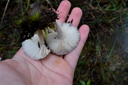 Amanita nehuta by Genavee Rhodes