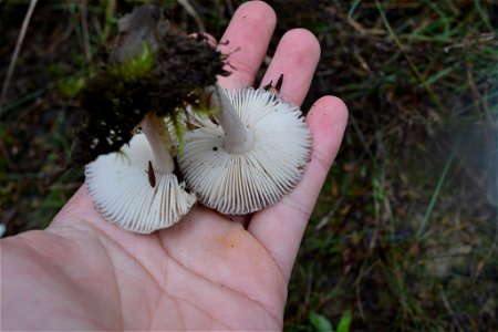 Amanita nehuta by Genavee Rhodes photo