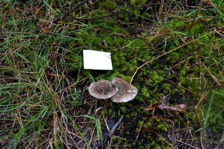 Amanita nehuta by Genavee Rhodes photo