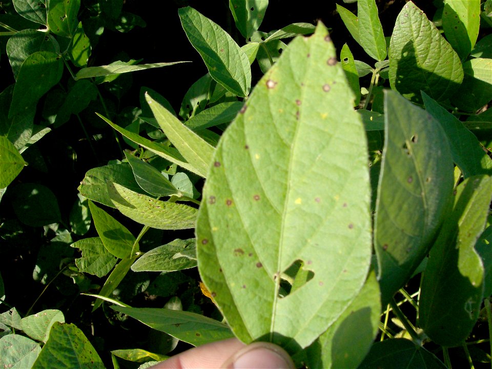 Foto de hoja de un cultivo de Soja. Se puede observar el daño generado por la enfermedad Mancha Ojo de Rana.