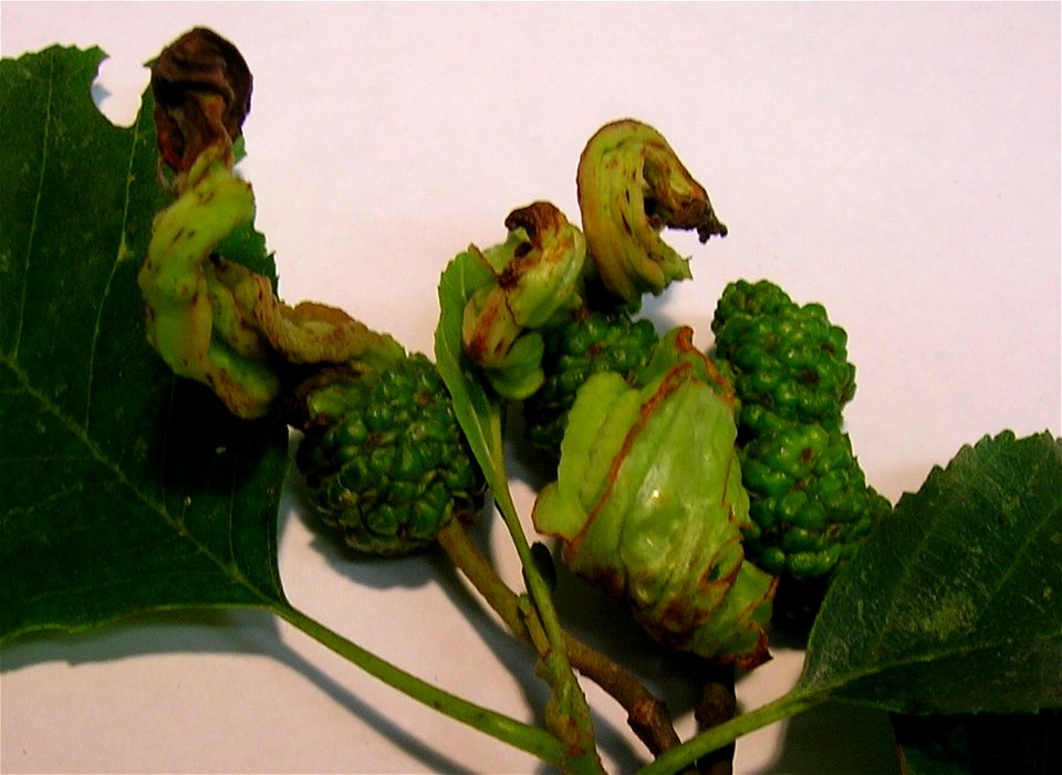 Taphrina alni languets on Alder (Alnus glutinosa) pseudocones. Dalgarven Mill, Kilwinning, Scotland.