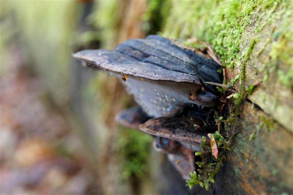 Fomitopsis rosea