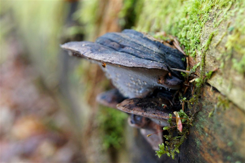 Fomitopsis rosea photo