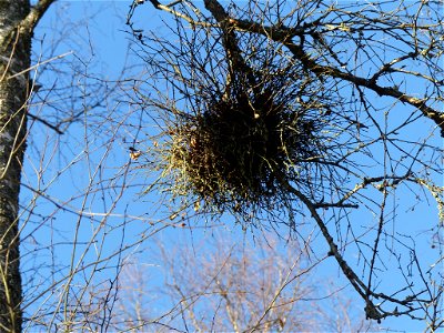 Birch Witch's-broom (Taphrina betulina)