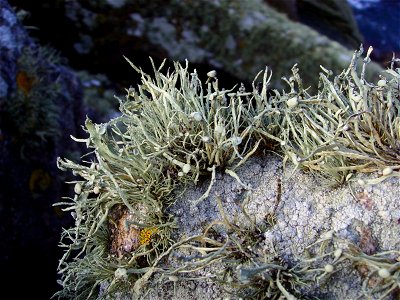 Ramalina siliquosa Ti ar C'Hazh Kozh, pointe du Raz (Plogoff, Finistère, Bretagne, France)
