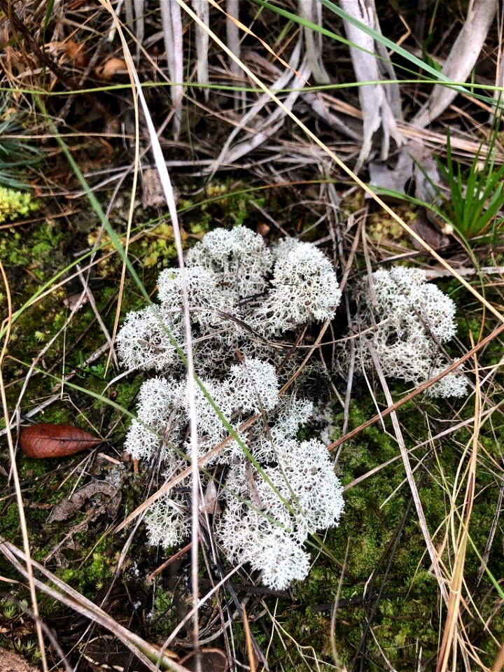 Evans' Deer Moss (Cladonia evansii)