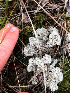 Evans' Deer Moss (Cladonia evansii)